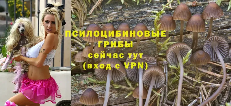 Галлюциногенные грибы Cubensis  Емва 